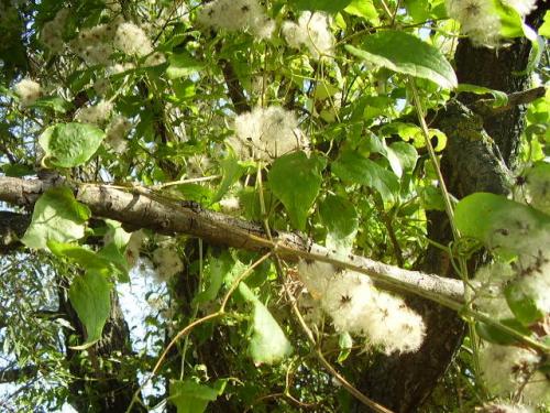  Image name: vitalba2.jpg 
 width: 500 pixel 
 height: 375 pixel 
 Size: 58921 bytes 
 Click to enlarge 